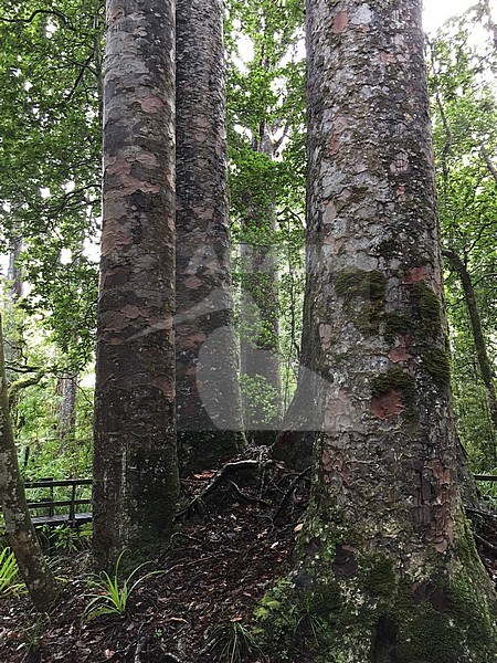 Huge Kauri (Agathis australis) in Waipoua Forest on North Island, New Zealand. stock-image by Agami/Marc Guyt,