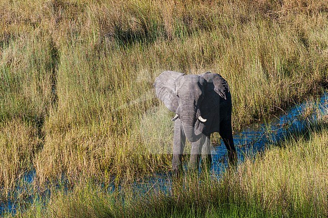 Aerial view of an African elephant, Loxodonda africana. Okavango Delta, Botswana. stock-image by Agami/Sergio Pitamitz,