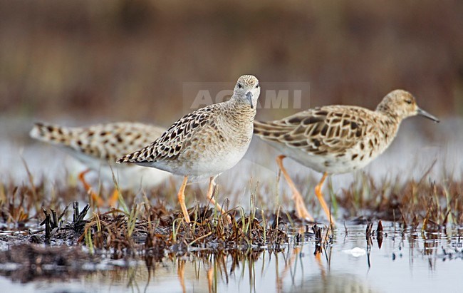 Kemphaan in drassig veld; Ruff in wet field stock-image by Agami/Markus Varesvuo,