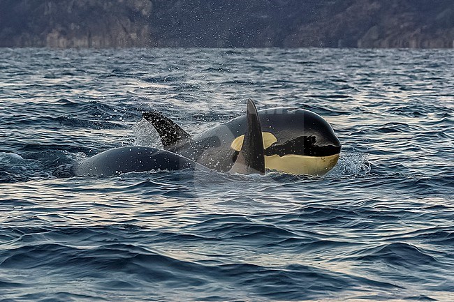 Babies in family Killer Whale (Orcinus orca) type 1 aka Orca swimming in Skjervøy, Troms og Finnmark, Norway. stock-image by Agami/Vincent Legrand,