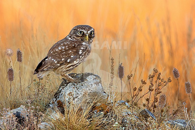 Little Owl (Athene noctua) in Italy. stock-image by Agami/Daniele Occhiato,