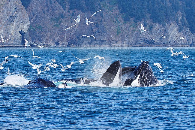 Humpback whale (Megaptera novaeangliae) taken the 22/06/2022 at Anchorage - Alaska. stock-image by Agami/Nicolas Bastide,