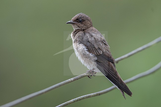 An immature Grey-breasted Martin (Progne chalybea chalybea) at Valle del Cauca, Colombia. stock-image by Agami/Tom Friedel,