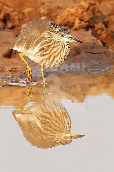 Indian Pond Heron (Ardeola grayii) in India. Walking along the water edge, stalking prey. stock-image by Agami/Marc Guyt,