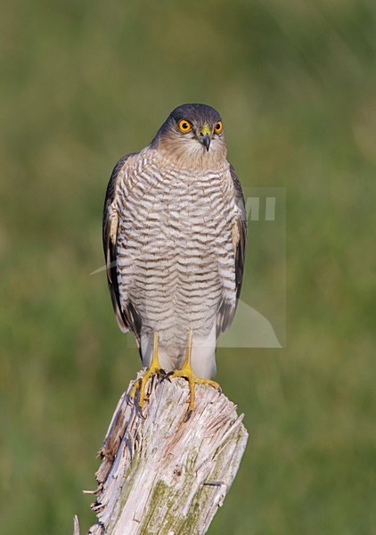 Mannetje Sperwer zittend op een paal; Male Eurasian Sparrowhawk perched on a pole stock-image by Agami/Arie Ouwerkerk,