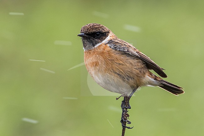 Winterkleed Roodborsttapuit; European Stonechat winterplumage stock-image by Agami/Daniele Occhiato,