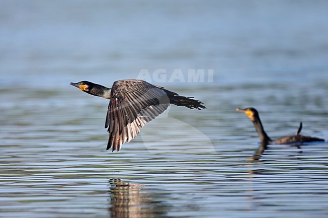 Aalscholver vliegt laag over water; Great Cormorant Flying low over water stock-image by Agami/Ran Schols,