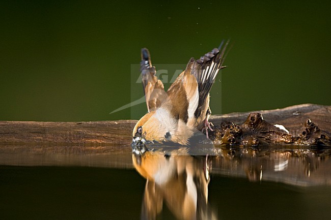 Appelvink bij de drinkplaats; Hawfinch at drinking site stock-image by Agami/Marc Guyt,
