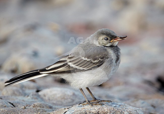 Juveniele Witte kwikstaart; Juvenile White Wagtail stock-image by Agami/Markus Varesvuo,