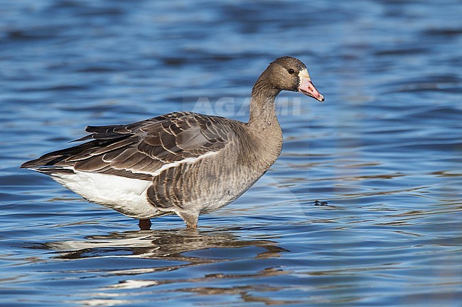 Adult
Colusa Co., CA
December 2012 stock-image by Agami/Brian E Small,