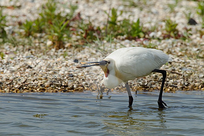Foeragerende Lepelaar, Eurasian Spoonbill foraging stock-image by Agami/Roy de Haas,