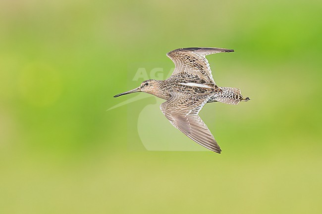 Adult in transition to breeding
Galveston Co., TX
May 2023 stock-image by Agami/Brian E Small,