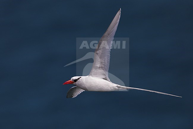Roodsnavelkeerkringvogel in vlucht, Red-billed Tropicbird in flight stock-image by Agami/Daniele Occhiato,