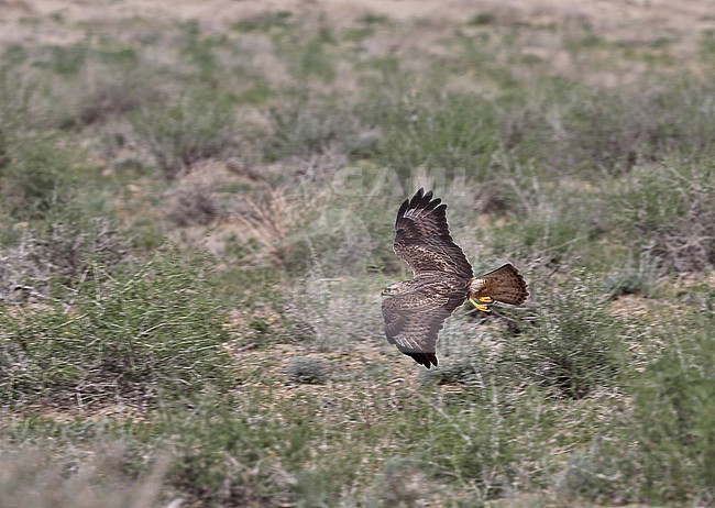 Steppe Buzzard (Buteo buteo vulpinus) in flight. stock-image by Agami/Andy & Gill Swash ,