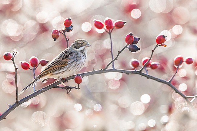 Common Reed Bunting (Emberiza schoeniclus) in Italy. stock-image by Agami/Daniele Occhiato,