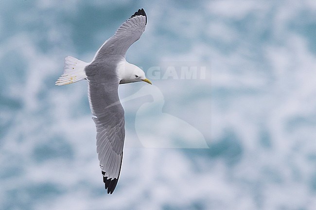 Black-legged Kittiwake (Rissa tridactyla), adult in flight stock-image by Agami/Saverio Gatto,