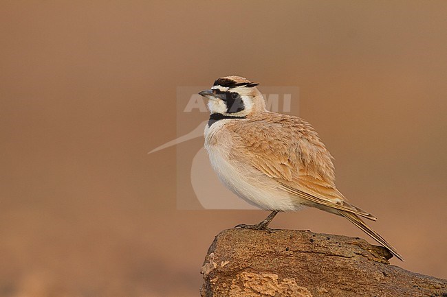 Temminck's Horned Lark - Saharaohrenlerche - Eremophila bilopha, Morocco stock-image by Agami/Ralph Martin,