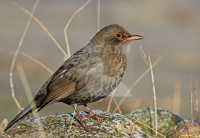 Common Blackbird  female (Turdus merula) Utö Finland April 2018 stock-image by Agami/Markus Varesvuo,