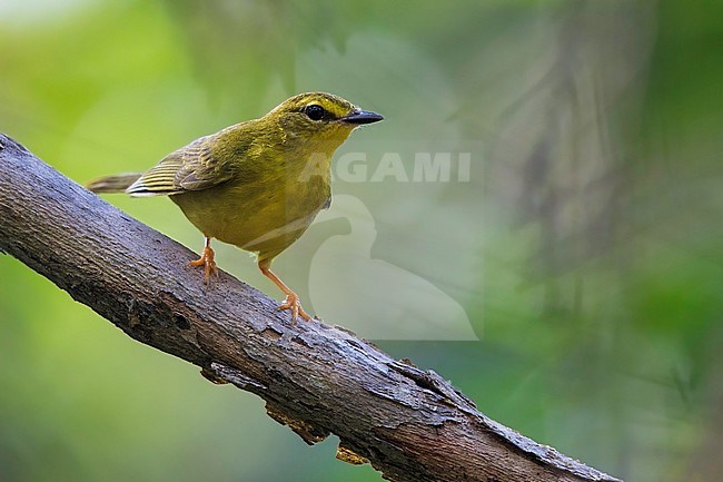 Flavescent Warbler (Myiothlypis flaveola) perched on a branch stock-image by Agami/Dubi Shapiro,