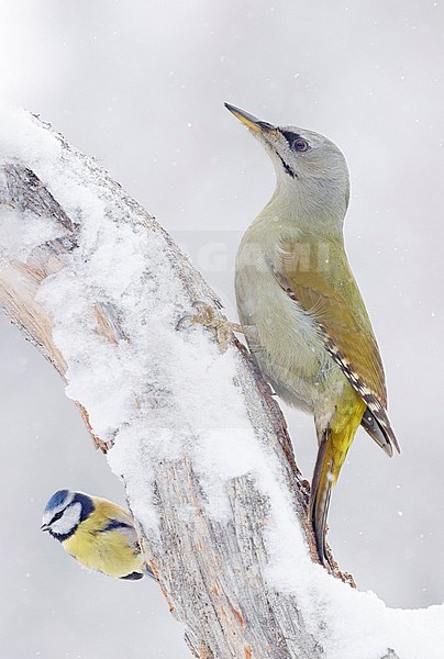 Grey-headed Woodpecker female (Picoides canus) and Blue Tit (Parus caereleus) Kuhmo Finland February 2020 stock-image by Agami/Markus Varesvuo,