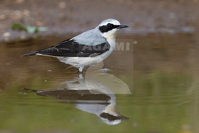 Northern Wheatear (Oenanthe oenanthe), side view of an adult male standing in a puddle, Abruzzo, Italy stock-image by Agami/Saverio Gatto,