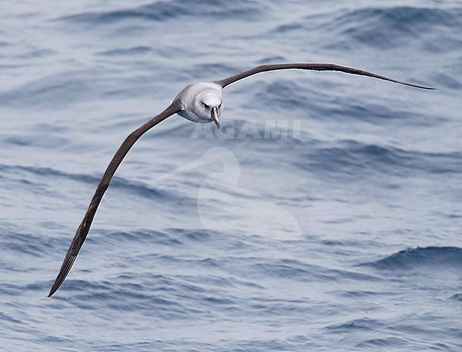 Grey-headed Albatross (Thalassarche chrysostoma) flying over the pacific ocean off New Zealand. stock-image by Agami/Marc Guyt,