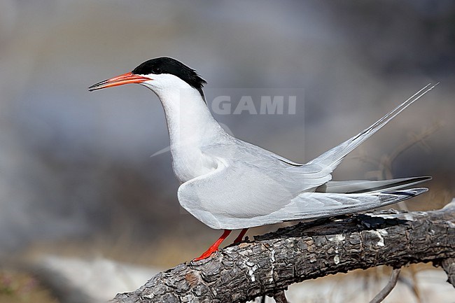 Adult Eastern Roseate Tern (Sterna dougallii gracilis) at Lady Elliot Island in Australia. stock-image by Agami/Aurélien Audevard,