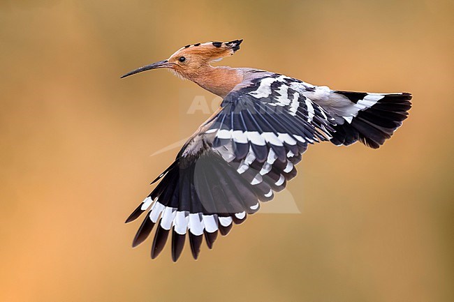 Eurasian Hoopoe (Upupa epops) in Italy. stock-image by Agami/Daniele Occhiato,