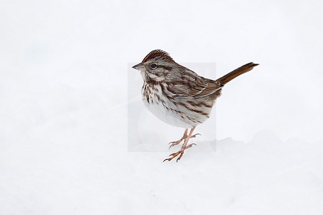 Zanggors zittend in de sneeuw; Song Sparrow (Melospiza melodia) standing on snow stock-image by Agami/Chris van Rijswijk,