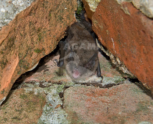 Baardvleermuis, Whiskered bat, Myotis mystacinus stock-image by Agami/Theo Douma,
