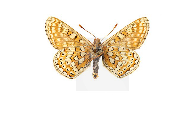 Marsh Fritillary, Moerasparelmoervlinder, Euphydryas aurinia stock-image by Agami/Wil Leurs,