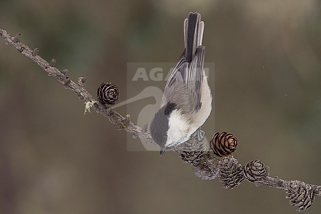 Willow Tit (Parus montanus) sitting on branches in alpine forest of Switzerland. stock-image by Agami/Marcel Burkhardt,