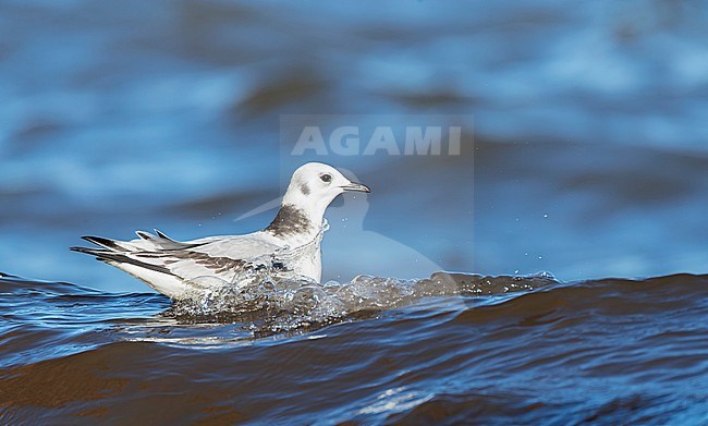 First-winter Black-legged Kittiwake, Rissa tridactyla tridactyla, swimming at sea off Helgoland, Germany. stock-image by Agami/Marc Guyt,