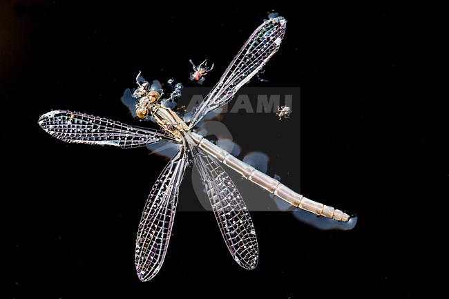 Verdronken Watersnuffel, Drowned Common Blue Damselfly stock-image by Agami/Wil Leurs,