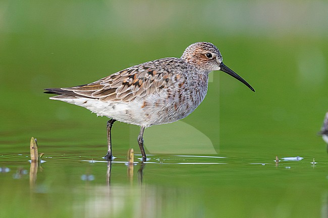 Curlew Sandpiper (Calidris ferruginea), side view of an adult moulting to breeding plumage, Campania, Italy stock-image by Agami/Saverio Gatto,