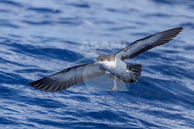 Mascarene Shearwater (Puffinus bailloni bailloni) at sea off Réunion island. stock-image by Agami/Yann Muzika,