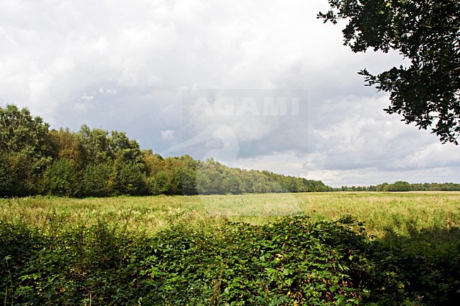 Engbertsdijkvenen, Netherlands stock-image by Agami/Marc Guyt,