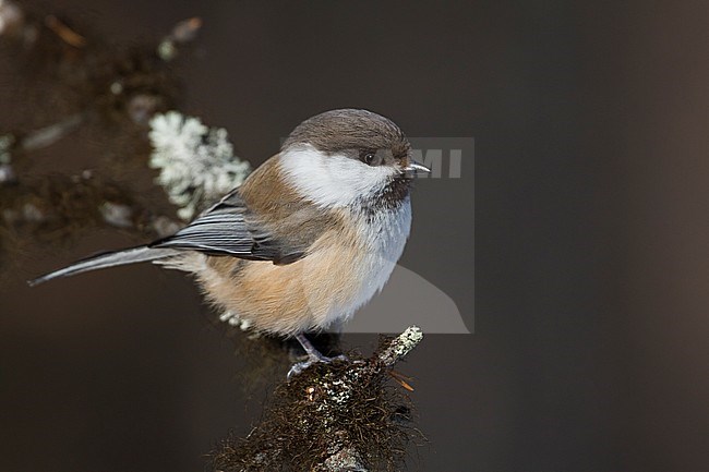 Siberian Tit - Lapplandmeise - Poecile cinctus lapponicus, Finland stock-image by Agami/Ralph Martin,