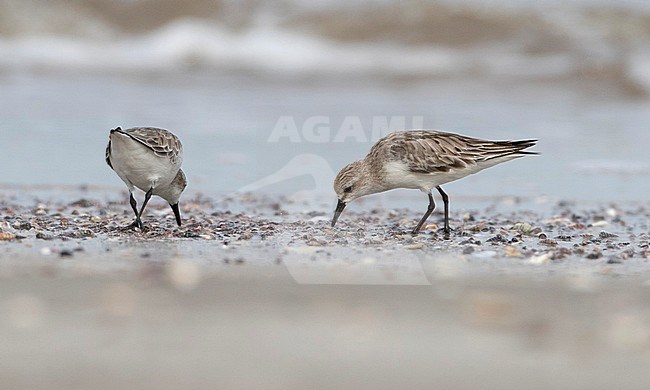 Wintering Red-necked Stint (Calidris ruficollis) in Thailand during November. stock-image by Agami/Brian Sullivan,