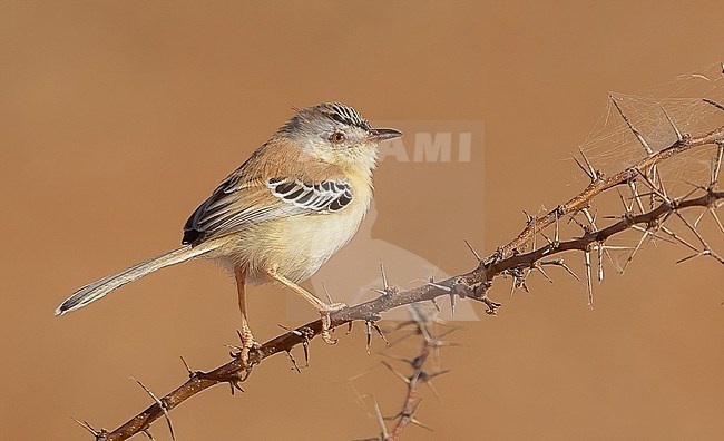 Cricket Warbler (Spiloptila clamans) in the Sahal zone in Senegal in February stock-image by Agami/Eduard Sangster,