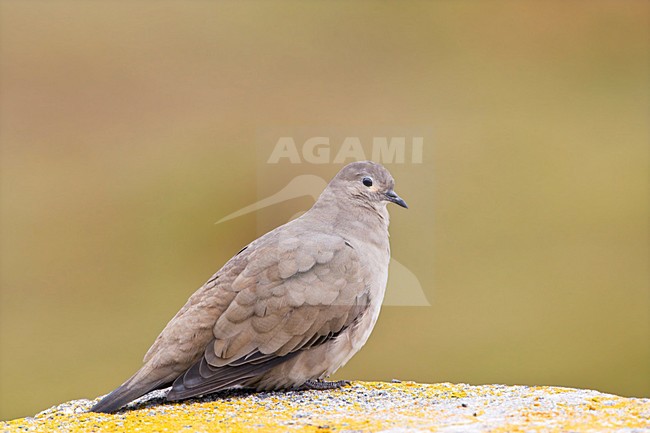 Grote Punaduif zittend op rots; Black-winged Ground-dove perched on a rock stock-image by Agami/Marc Guyt,
