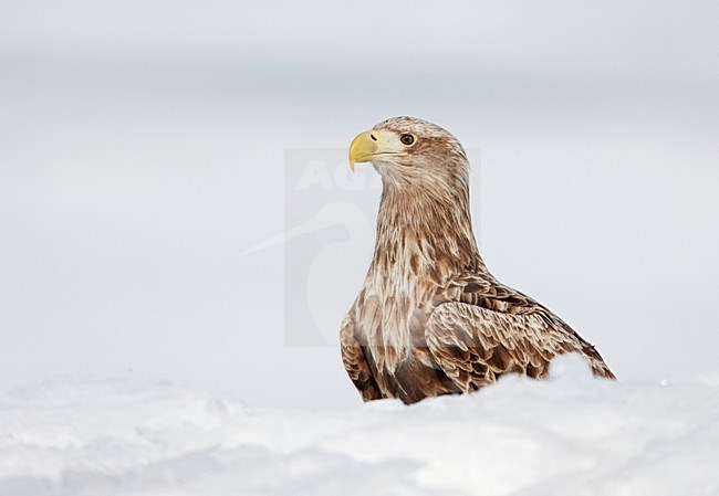 Zeearend adult zittend in sneeuw; White-tailed Eagle adult perched in snow stock-image by Agami/Markus Varesvuo,