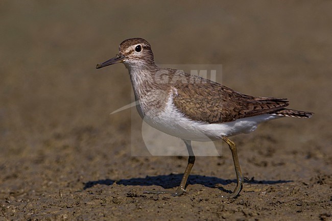Piro piro piccolo; Common Sandpiper; Actitis hypoleucos stock-image by Agami/Daniele Occhiato,