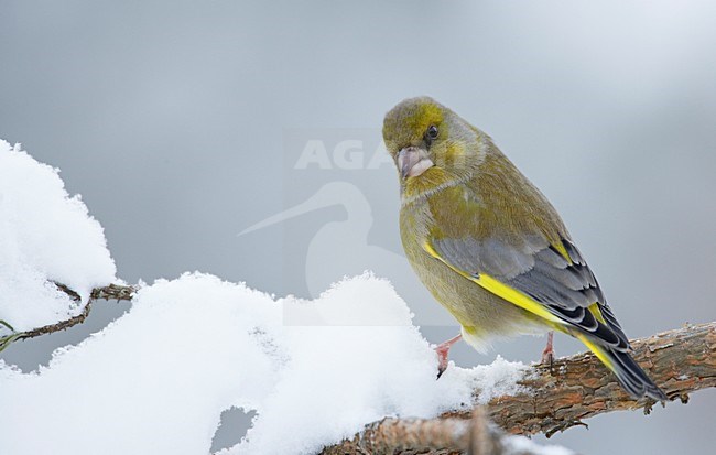 Groenling mannetje zittend op tak met sneeuw; European Greenfinch male perched on branch with snow stock-image by Agami/Markus Varesvuo,