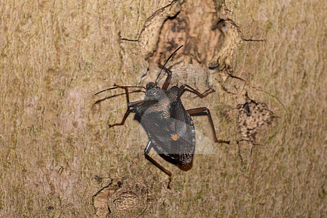 imago of red-legged shieldbug or forest bug (Pentatoma rufipes) stock-image by Agami/Mathias Putze,