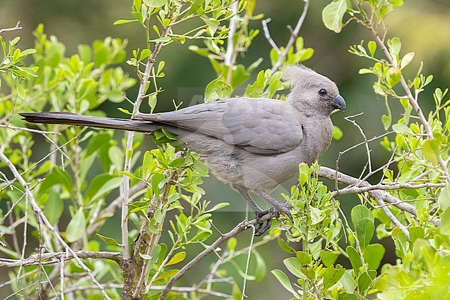 Grey Go-away-bird (Corythaixoides concolor bechuanae), side view of an adult perched on a branch, Mpumalanga, South Africa. Also known as Crinifer concolor. stock-image by Agami/Saverio Gatto,