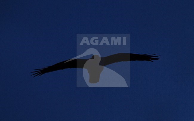 Havik vliegend in de schemer; Northern Goshawk flying at twilight stock-image by Agami/Menno van Duijn,