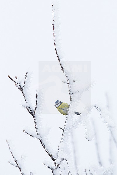 Pimpelmees zittend op een besneeuwde tak; Blue Tit perched on a snow-covered branch stock-image by Agami/Menno van Duijn,