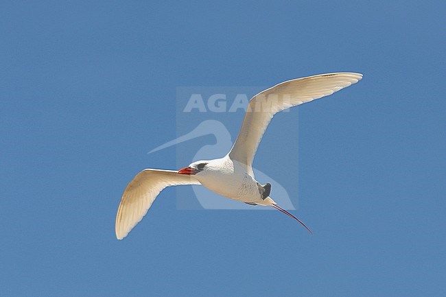 Red-tailed tropicbird (Phaethon rubricauda) adult in flight against a blue sky stock-image by Agami/Laurens Steijn,