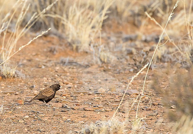 Male Black-eared Sparrow-Lark (Eremopterix australis) in South Africa. stock-image by Agami/Pete Morris,